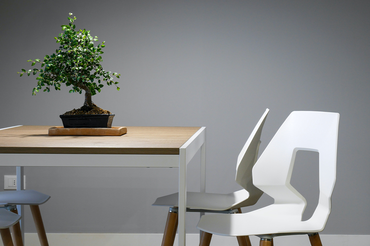 Picture of two white chairs with a plant sitting on top of a table. 